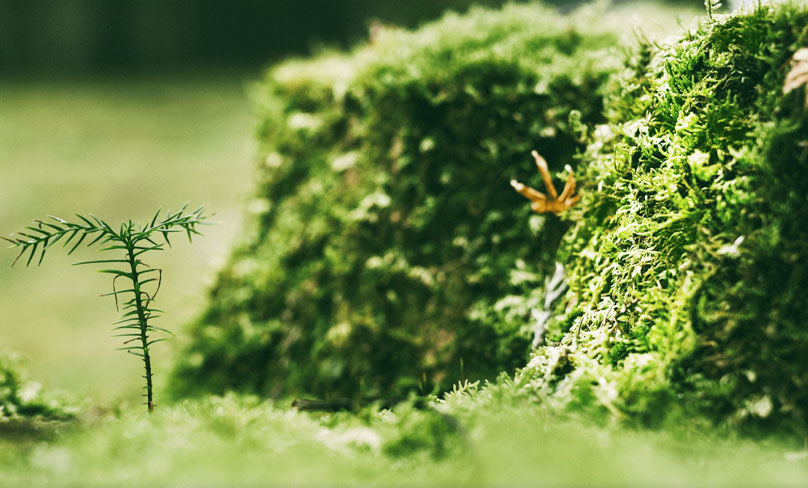 Shanghai Taicikang Co Tionscail, Teo.